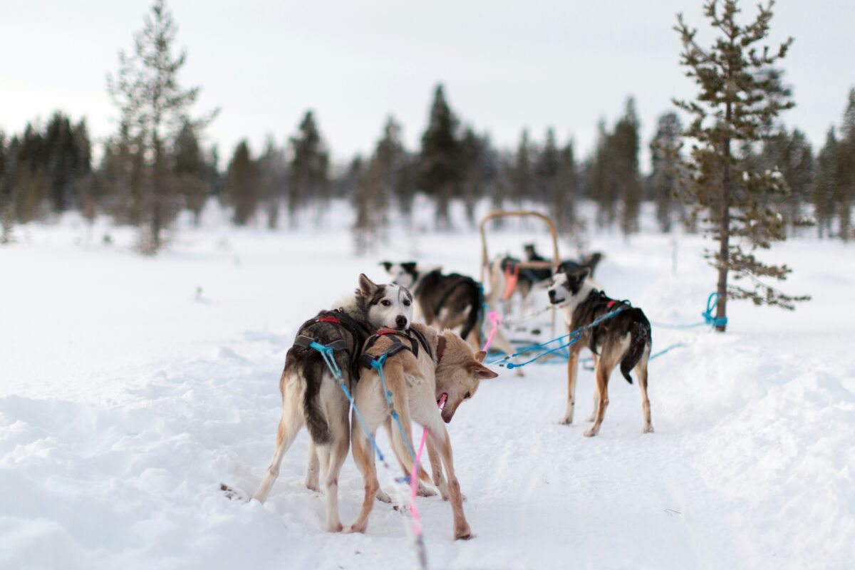 Inter Krankenversicherung Incentive Reise Lappland Hundeschlitten